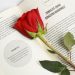 A vibrant red rose placed on the pages of an open book, offering a peaceful and romantic aesthetic.